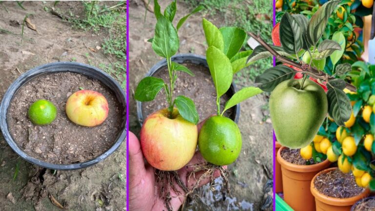 Cette méthode étonnante transforme des fruits en magnifiques arbres… à essayer d’urgence !