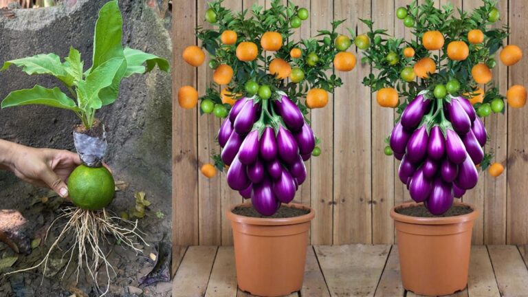 Cette méthode surprenante fait pousser des aubergines à partir d’oranges… vous allez adorer !
