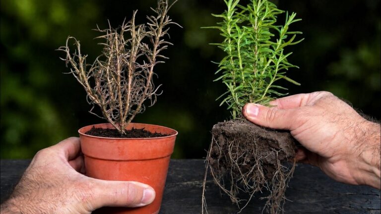 Beaucoup ignorent que ces 5 astuces transforment un romarin sec en plante florissante…