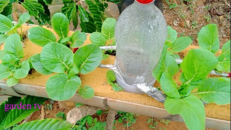 Cette méthode surprenante multiplie vos légumes bio à la maison en un clin d’œil…