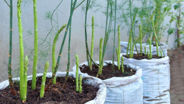 Cette méthode simple transformera votre jardin en un espace d’asperges luxuriant…