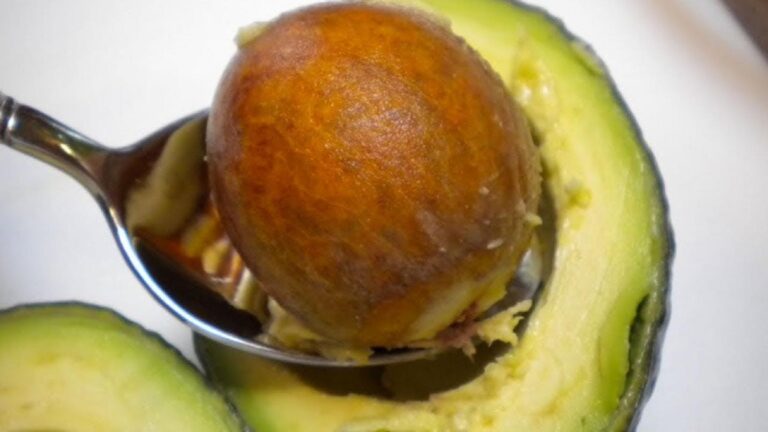 Cette astuce méconnue transforme vos noyaux d’avocat en une magnifique plante d’intérieur…