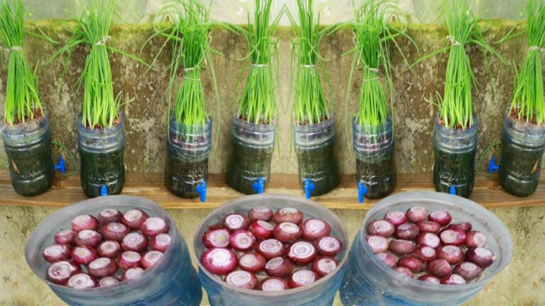 Cette méthode simple transforme vos oignons en un véritable jardin d’intérieur…