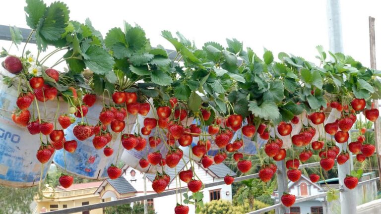 Cette astuce simple vous permettra de déguster des fraises toute l’année…